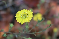 Hemizonia congesta lutescens