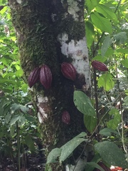 Theobroma