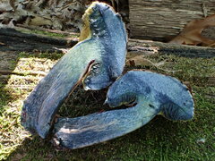 Cyanoboletus pulverulentus