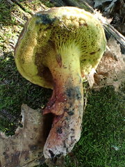 Cyanoboletus pulverulentus