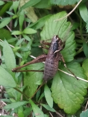 Antaxius spinibrachius