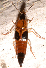 Lordithon cinctus
