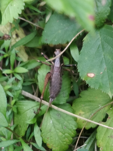 Photo of Portuguese Mountain Bush-cricket (Antaxius spinibrachius)