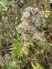 Eutrochium maculatum