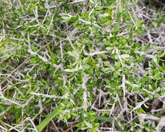 Castela erecta