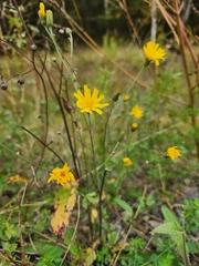 Hieracium umbellatum