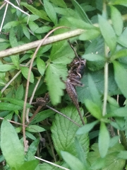 Antaxius spinibrachius