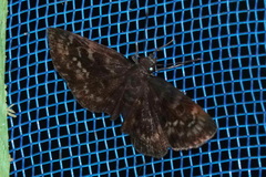 Pyrginae