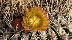 Ferocactus cylindraceus