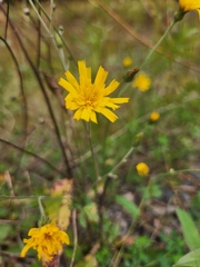Hieracium umbellatum
