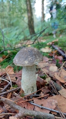 Leccinum