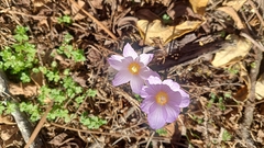 Crocus kotschyanus