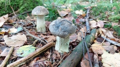 Leccinum