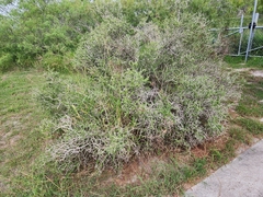 Castela erecta