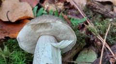 Leccinum
