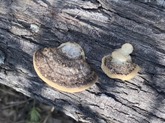 Truncospora ochroleuca