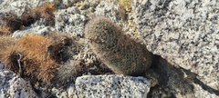 Mammillaria dioica dioica