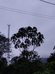 Cecropia obtusifolia
