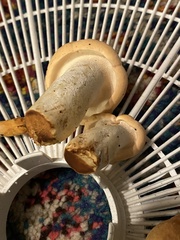 Hydnum washingtonianum