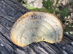 Truncospora ochroleuca