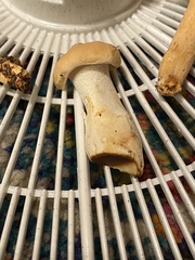 Hydnum washingtonianum