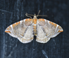 Eulithis molliculata