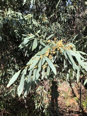 Acacia obliquinervia