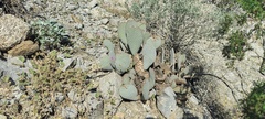 Opuntia basilaris basilaris