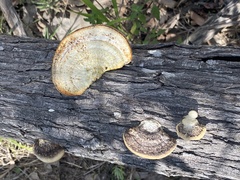 Truncospora ochroleuca