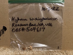 Hydnum washingtonianum