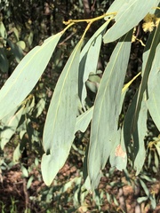 Acacia obliquinervia