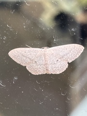 Scopula optivata