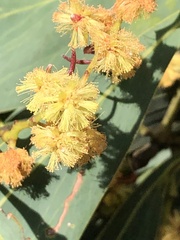Acacia obliquinervia