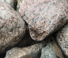 Pardosa
