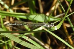 Enallagma durum