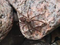 Pardosa