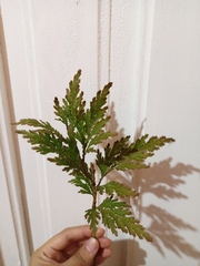 Selaginella pallescens