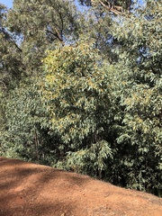 Acacia obliquinervia