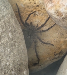 Pardosa