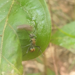 Polyrhachis brisbanensis