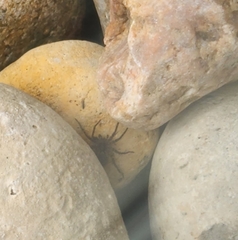 Pardosa