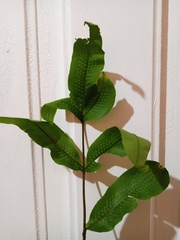 Danaea elliptica
