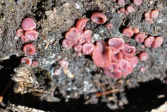 Ascocoryne cylichnium