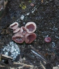 Ascocoryne cylichnium