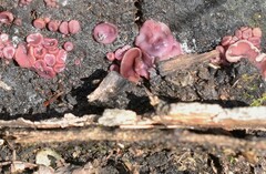 Ascocoryne cylichnium