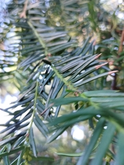 Taxus cuspidata