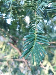 Taxus cuspidata