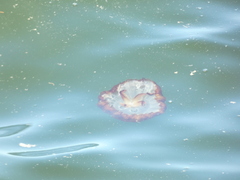 Chrysaora fuscescens