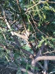 Taxus cuspidata