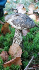Leccinum variicolor